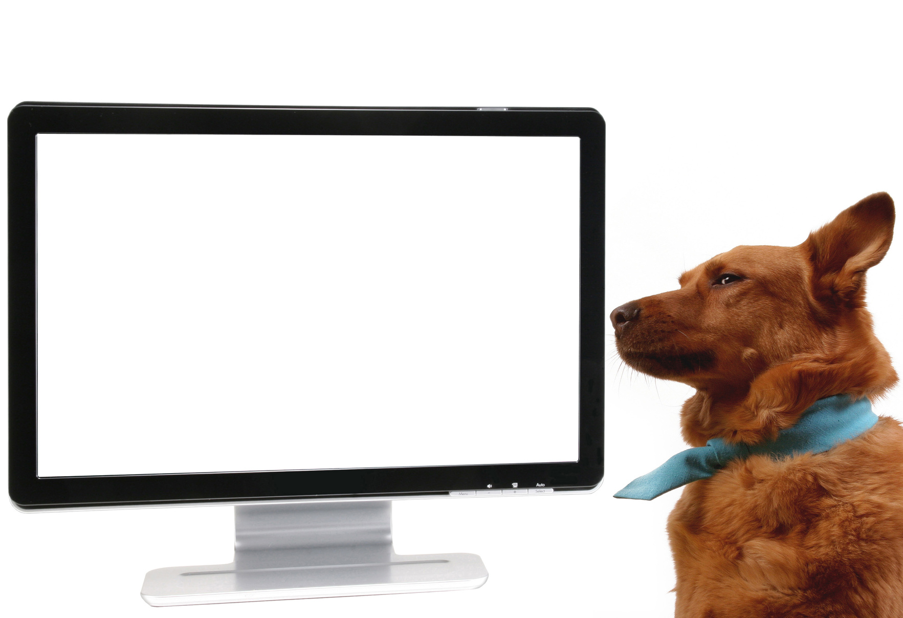 Computer blank screen with dog.